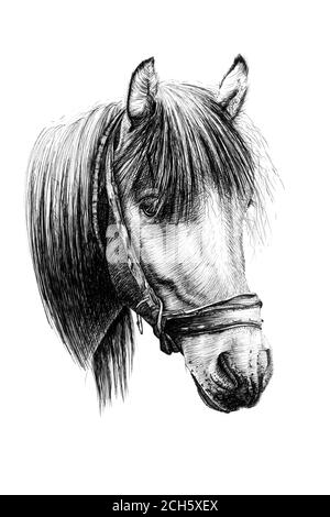 Portrait de cheval dessiné à la main, graphiques d'esquisse illustration monochrome sur fond blanc (originaux, pas de tracé) Banque D'Images