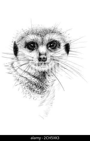 Portrait de meerkat dessiné à la main, graphiques d'esquisse illustration monochrome sur fond blanc (originaux, pas de tracé) Banque D'Images