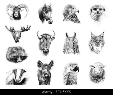Portraits de treize animaux dessinés à la main, croquis graphiques illustration monochrome sur fond blanc (originaux, pas de tracé) Banque D'Images