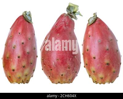 Divers fruits de cactus, isolés sur fond blanc. Banque D'Images