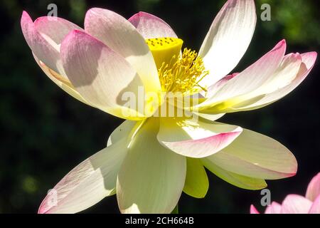 Lily d'eau sacrée Nelumbo nucifera closeup Lotus indien Banque D'Images