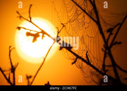 Laatzen, Allemagne. 14 septembre 2020. Une toile d'araignée apparaît avant le soleil levant et avant les champs de brouillard dans le Leinemasch dans la région de Hanovre. Mi-septembre et températures comme en juillet ou août: Une zone de haute pression fournit le temps chaud à la fin de l'été en Allemagne. Credit: Julian Stratenschulte/dpa/Alay Live News Banque D'Images