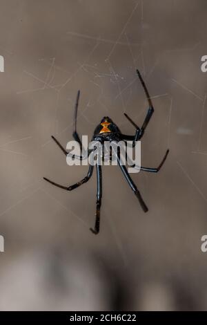L'araignée noire occidentale (Latrodectus hesperus) est l'une des rares araignées dangereusement venimeuses en Amérique du Nord. Vu en Californie. Banque D'Images