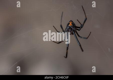 L'araignée noire occidentale (Latrodectus hesperus) est l'une des rares araignées dangereusement venimeuses en Amérique du Nord. Vu en Californie. Banque D'Images