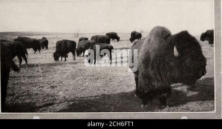 . Le pays des geysers : Parc naturel de Yellowstone . l peut voir librement les animaux de la forêt et les brebis dans leur état naturel. Les animaux sont de moins en moins timidité et, bien que peu commun, ce n'est pas une vue inhabituelle, comme les entraîneurs le long de la route, de jeter un élan ou un cerf ou deux en train de désaltérer leur soif dans le ruisseau ou plusieurs quiet sans conconcernité nourrissant m les bois près de la route. L'effort d'augmenter le troupeau de bisons par l'achat extérieur et tocorral les animaux où ils peuvent être nourris et protégés a rencontré le succès.il y a maintenant environ 1 00 bisons m le parc. Il y a environ 2,000 antelo Banque D'Images