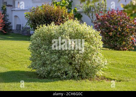 Cornel européen, Cornus mas, buisson en bois de chien sur la pelouse, plantes ornementales dans l'aménagement paysager. Banque D'Images