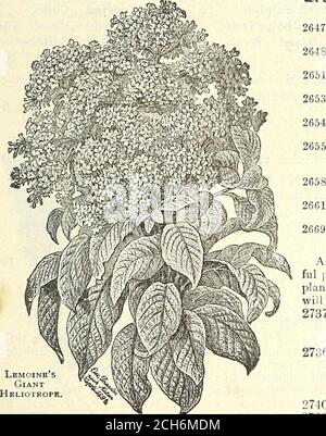 . Calendrier 1902 du jardin de Dreer . HEI.IOPSIS. (Oiaiige .tournesol.) 2731 Pitcherianus. Une plante herbacée désirable, qui pousse de 2 à 3 pieds de haut, être-binning à fleur tôt dans le théseason, et de poursuivre l'été en-pneu. Les fleurs sont d'une belle couleur jaune d'or profond, environ 2 pouces de diamètre, de texture très thiclc, et très gracieux pour couper. .. Banque D'Images