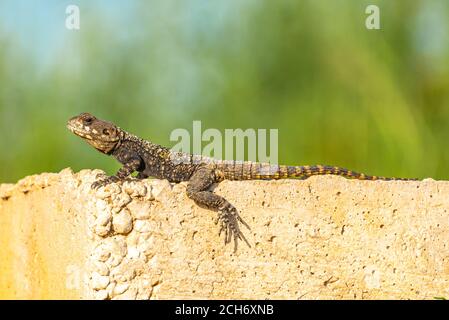 (Stellagama Stellagama stellio) AKA stellion, hardim, hardun, star, lézard étoilé peint dragon, élingue, Agama agama à queue et roughtail rock agama. Banque D'Images