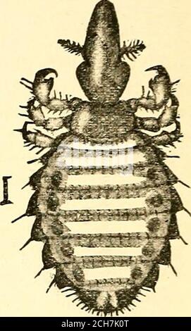 . Insectes nuisibles et utilisation d'insecticides [microforme] : un nouveau manuel descriptif sur les insectes nuisibles, avec des méthodes de répression . Figure 179.—long-nez O.x-souris.sous la surface des derniers segments de la femelle,montrant des organes ressemblant à un pinceau. {Osborn.) Figure 18 I.—souris à cheval aspirée.(Comstock.) Banque D'Images