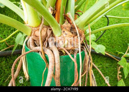 Monstera (plante de fromage suisse) croissant dans un petit récipient/pot de plante avec des racines poussant à l'extérieur du pot. Banque D'Images