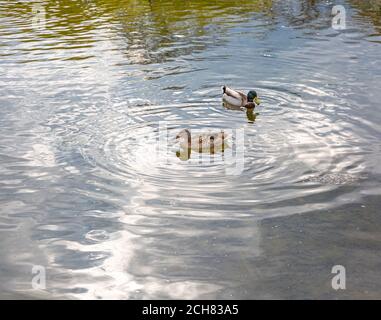 Canard colvert mâle et femelle nageant sur le lac. Couple de canards à la recherche de nourriture dans l'eau. Concentrez-vous sur le pallard féminin Banque D'Images
