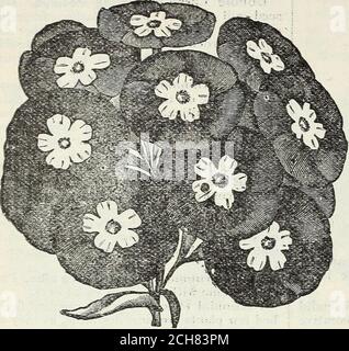 . Graines de Steckler : 1905 . Phlox Drumraondii Grandiflora. Pots de fleurs de I à 15 pouces, le meilleur pot standard. 118 J. STteCKLfea SEET&gt; CO., LTD., AtMANAC AVD. Phlox Drummondii Grandiflora Stellata splendens. Pour assurer le puit de la plante. Différentes couleurs en boîte de 25 cents par paquet. Une anda demi-pieds de haut. Octobre : février. Pyrèthre aurea. GoldenFeather. Les fleurs ressemblaient à Asters. Il a des feuilles jaunes brillantes qui le rendent très showyas une bordure si massée avec des plaatstels que Coleus, etc. Reseda odorata grandiflora.Sweet Mignonette. Un fragrantplant avec de grandes pointes de yel-lowi Banque D'Images