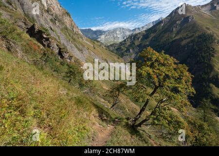 Arbuste Rowan ou Mountain-ash plein de corymbs de baies mûres orange-rouge, poussant sur la pente dans les alpes italiennes Banque D'Images