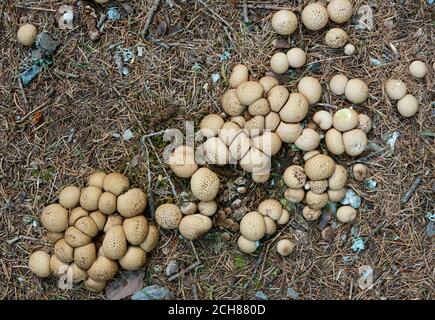 Des dizaines de jeunes boules de terre commune qui poussent sur un sol forestier recouvert d'aiguilles en pin Banque D'Images