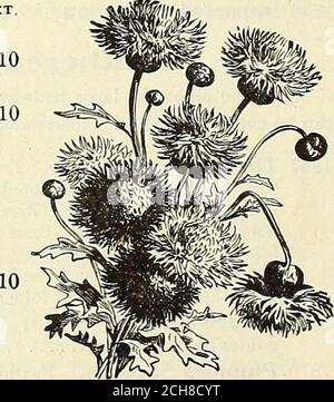 . Calendrier 1902 du jardin de Dreer . 1882 Qymnocarpa. Feuillage gris-argent fin ; pieds. Pour 1000 graines, 30 cts 10 1881 Candidissima. SilveryPar 1000 graines, 50 cts vhite, feuilles largement coupées. Cerastium. CENTROSEMA (Pea papillon). 1901 Qrandlflora. Une vigne vivace et robuste d'une rare beauté, qui fleurit en juillet à partir de graines semées en avril, et la barbu grande profusion inversé fleurs en forme de pois, allant de l'incolor d'un violet rosé à un violet rougeâtre, avec un large, drapeau blanc à plumes à travers le centre 10 CERASTIUIH (neige en été). 1911 Tomentosum. Une très jolie plante naine, à feuilles blanches, Banque D'Images