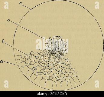 . Les éléments de l'anatomie de Quain . F LE FOWlsEGG DANS UN STADE ULTÉRIEUR OP SEG-AUGMENTATION (de Balfour.) c, petites segmentationsphères centrales; b, plus grands segments hors-côté ces; a, grand, imperfectlycirconscrit, les segments marginaux ;e, marge du disque germinal. Étant enfermé dans ses accessoryconstituants de l'albumine, mém-brane, et sa sécrétion dérivée antérieure. Cette descente usuallyoccupe dans la commune fowlde 16 à 24 heures ou pas muchplus périol, et le processus de segmentation est donc comparativement rapide un.les phénomènes plus évidents de ce processus, comme o Banque D'Images