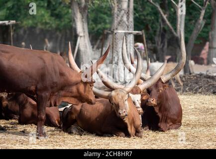 Groupe de gros plan d'Ankole Watusi sur l'herbe sèche Banque D'Images