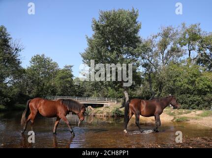 Deux poneys New Forest se rafraîchissent dans la rivière Lymington, près de Brockenhurt. Banque D'Images