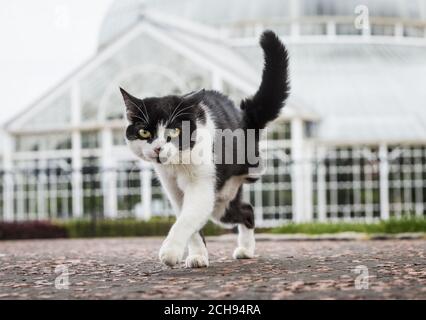 Fizz le chat qui a eu une de ses pattes arrière enlevée après qu'elle a été blessée par un culot d'une arme à air, comme la SPCA écossaise a joint ses forces avec le gouvernement écossais pour faire campagne et sensibiliser à la nouvelle législation sur les armes aériennes. APPUYEZ SUR ASSOCIATION photo. Date de la photo: Mardi 17 mai 2016. Les personnes qui possèdent ou utilisent une arme aérienne devront disposer d'un certificat lorsque les nouvelles règles visant à resserrer l'accès aux armes aériennes, introduites dans la loi de 2015 sur les armes aériennes et les licences (Écosse), entreront en vigueur à compter du 31 décembre 2016. APPUYEZ SUR ASSOCIATION photo. Date de la photo: Mardi 17 mai 2016. Le crédit photo devrait Banque D'Images