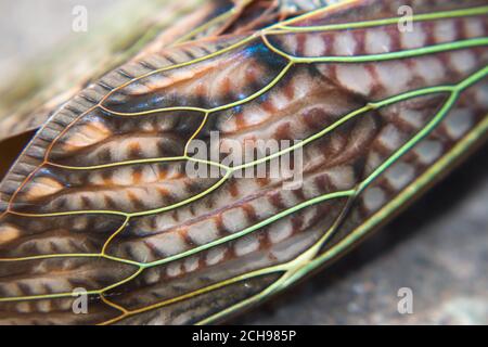 Photo macro de l'aile cicada sur fond plat Banque D'Images