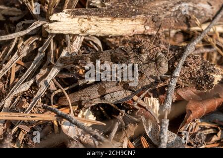 Deux sauterelles brunes assises l'une sur l'autre, bien camouflés devant des aiguilles de pin brun sur le plancher de la forêt Banque D'Images