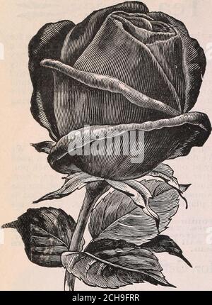 . Notre nouveau guide de la culture de la rose : 1898 . 32 THE DinGEE & CONARD COMPANTÉ TEA ROSES TOUJOURS FLORISSANT—continued.. Belle, de taille splendide et magnifiquement pointue. ITIS un producteur fort et un bloomer continu et profeuse.dans le sol ouvert il excelle. La couleur est rouge citronnier pâle avec le centre vermilion, une combinaison étrange et rarement belle, digne d'un endroit dans chaque jardin. 15 cts chacune; plantes de deux ans, 30 cts chacune. BARONNE M. WERNER.*A Noble Rose. C'est une grande variété à tous points de vue. Avec ses grandes fleurs, pleines, à pétales larges, qui sont produites en vraiment remarqueprofusion, il Banque D'Images