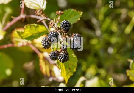 Mûre sauvage de fruits mûrs, poussant sur la plante, Rubus fruticosus, Blackberries, Espagne. Banque D'Images