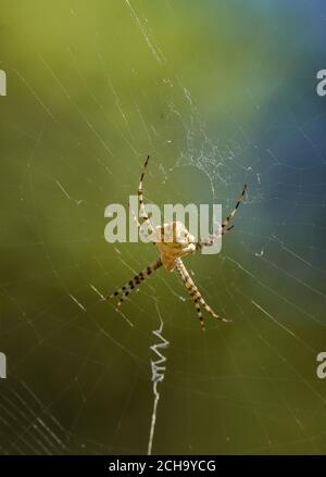 Argiope lobée, Argiope lobata araignée dans le web. L'Espagne. Banque D'Images