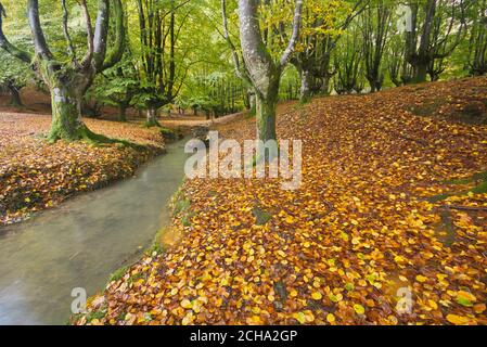 Zeanuri, Bizkaia/pays basque; 28 octobre 2012. Forêt de hêtre (Fagus sylvatica) avec un ruisseau à Otzarreta (Parc naturel de Gorbea). Forêt connue pour moi Banque D'Images