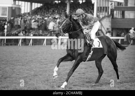 High Top, vainqueur des 2,000 guinéas récents à Newmarket, sera de répéter la performance dans les 2,000 guinéas irlandais au Curragh. Vu ici monté par Willie Carson, il est la propriété de Sir Jules Thorn et formé à Newmarket par Bernard van Cutsem. Le succès de Colt à Newmarket a été le premier succès classique en anglais pour Carson et l'entraîneur. Banque D'Images