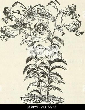 . Catalogue de plantes de John Saul pour le printemps 1890 . LILY DOUBLE TIGRE. Lutéum, fleurs jaune Pomponium Verum, cette magnifique espèce qui culte à environ trois pieds de hauteur, havingnombreuses fleurs de scarlet enflammées; semblable à l'ombre de Chalcédonicum, mais les bulbes sont beaucoup plus faciles à cultiver. LILIUM SPECIOSUM. Szovitsianum (Colchicum ou Monadelphum), tige de trois à quatre pieds, fleurs jaune-citron brillant avec des points noirs, 2% à 3 pouces de long, parfumé et de floraison précoce Speciosum (Lancifolium) Album, fleurs blanches, Melpomme, cette variété fine est plus riche en couleur que n'importe laquelle des variétés de Speciosum Banque D'Images