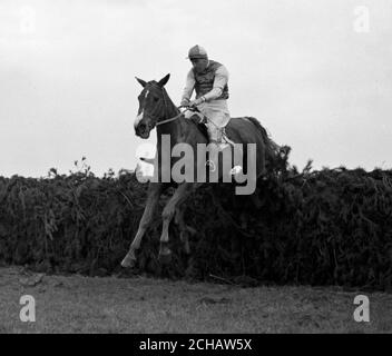 Le jockey Bryan Marshall met sa langue dehors alors qu'il prend tôt Mist au cours du dernier saut dans le Grand National à Aintree. Banque D'Images