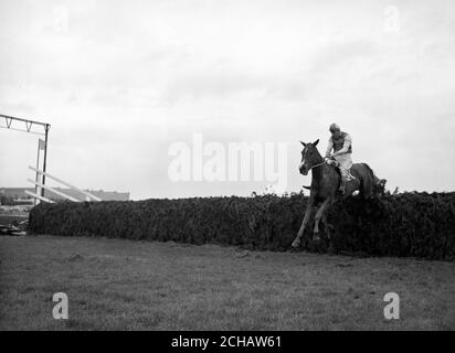 Le jockey Bryan Marshall met sa langue dehors alors qu'il prend tôt Mist au cours du dernier saut dans le Grand National à Aintree. Il a ensuite gagné 20 longueurs. Banque D'Images