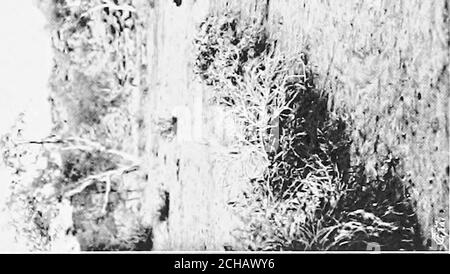 . À travers l'Australie . X CÉRÉMONIES DE LA TRIBU ARUNTA 281 elles-mêmes avec des creux et des bâtons. Puis, à un signal du chef, les jeunes hommes se sont levé, et ont déconcerté ce qui allait se passer, parce que nous n'avons rien fait de plus que les jeunes hommes et ont dû surveiller attentivement pour ne rien manquer. Tous les jeunes ont mentoré des bâtons de feu et sont allés dans un corps vers la rivière, les anciens hommes qui ont donné des instructions. Sur la rive, ils se sont frayés à travers le lit de sable, puis à travers l'oppositeside, en se divisant en trois parties, l'une devant, l'autre à gauche, et l'autre à droite des femmes. Whenabout vingt yards Banque D'Images