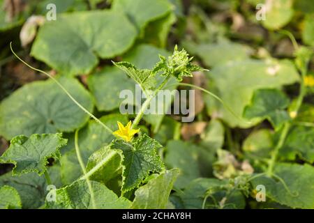 Ovaire de concombre, ferme florale jaune de gherkin, légumes en croissance Banque D'Images