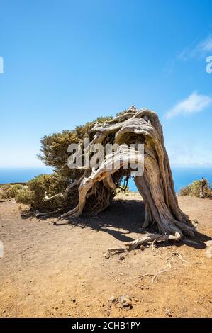 Arbre de genévrier plié par le vent. Célèbre monument à El Hierro, îles Canaries. Photo de haute qualité Banque D'Images