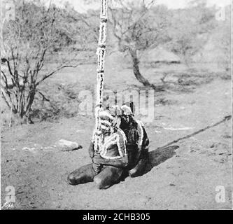 . À travers l'Australie . l-ig. I2S. CKKI;Mmnv (i|. w |- TMI l.M ,,|- MKMWlKri.IA— xxxxxxxxxxxxpour iLij/stk i h .ii, ll.K^[ o Nrurima. Le linc^ de (luwn icpre^CNT r.mis uf watlle Irccs anicng&gt;t «liicli ihei.)nil-n dig li)i- ;iiil^ : les femmes pcrNirmers icpresi^nt. X CÉRÉMONIES DE LA TRIBU ARUNTA 277 la Nurtunja sous une forme ou une autre est très caractère-istic de l'Arunta nord ; dans les parties méridionales de la thetribe il est moins souvent utilisé, sa place étant prise par la structure abanner appelée un Waninga (plate VI). Thisencore varie beaucoup dans la taille et la forme, mais se compose essentialyd'un bar central wi Banque D'Images