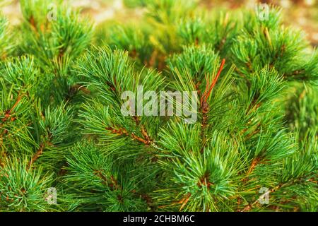 Aiguilles de PIN de PIN de la pierre japonaise de brousse Pinus Pumila. Plante médicinale naturelle utilisée en médecine traditionnelle et populaire. Ambiance de Noël. Vue rapprochée Banque D'Images