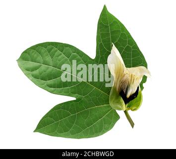 Feuille et fleur de GAC isolées sur fond blanc Banque D'Images