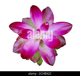 Fleur de curcuma isolé sur fond blanc Banque D'Images