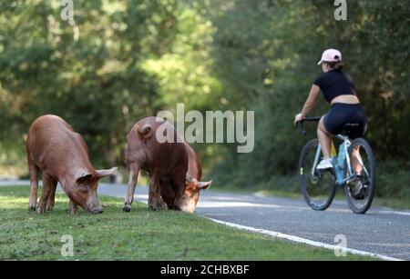 Les cochons domestiques parcourent les bois près de Burley dans le Hampshire, pendant la saison de Pannage, ou « Common of Mast », où les animaux sont autorisés à se promener dans la New Forest pendant une période définie en automne pour se régaler sur les glands tombés, qui en grande quantité sont dangereux pour les poneys et le bétail. Banque D'Images