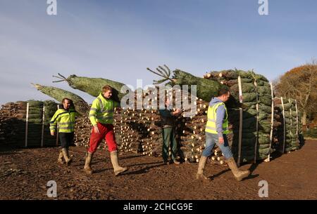 USAGE ÉDITORIAL SEUL le cultivateur Thomas Lunden vérifie son rendement en arbres pendant que les travailleurs transportent des arbres pendant la récolte des arbres de Noël à la ferme Tillygrieg d'Ellon, dans l'Aberdeenshire, qui fournit un quart de million d'arbres de Noël réels à B&amp;Q pour la vente dans les magasins du pays. Banque D'Images