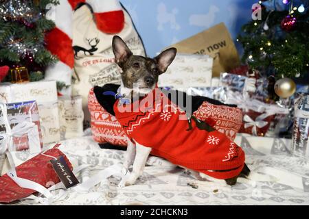 Milly, un chien sauvé Jack Russell de 8 ans, reçoit un cadeau de bienvenue à Battersea Dogs & Cats Home à Londres de l'Amazon Christmas Store, tandis que le détaillant en ligne fait équipe avec l'organisme de bienfaisance pour offrir des cadeaux de Noël pour animaux de compagnie à ses résidents. ASSOCIATION DE PRESSE. Photo. Date de publication : 15 décembre 2017. Le crédit photo devrait se lire comme suit : Jonathan Hordle/PA Wire Banque D'Images