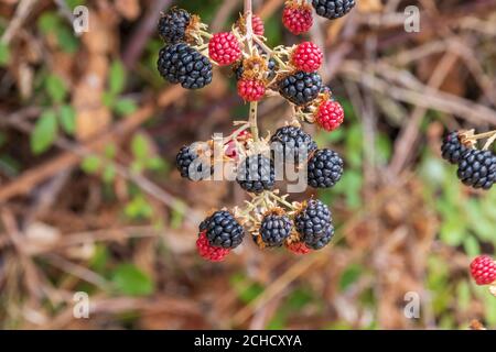 Rubus ulmifolius, mûres à cueillir Banque D'Images