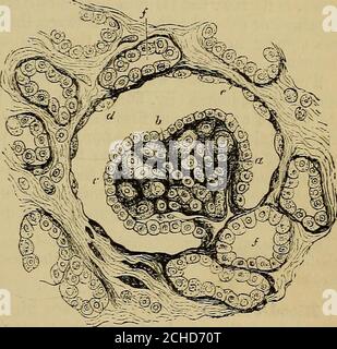 . Les éléments de l'anatomie de Quain . tubule nvoluté dans le rayon médullaire, et possède un épithélium similaire (fig. 5G8, e). Vers sa fin, comment-jamais, les cellules deviennent plus courtes et moins distinctement fibrillated, mais se scinde plus en plus complètement en crêtes latérales avec des sillons intermédiaires, en particulier dans la partie de la cellule à côté de la membrane du sous-sol, de sorte que les cellules baissent quelque peu l'aspect des colonnes profondément cannelées à leur base. Betweences cellules cannelées, d'autres d'aspect plus clair sont trouvés en ajustement, et havingan ex-jDanded base qui s'étend en partie en dessous d'eux. Selon Schachowa ils Banque D'Images