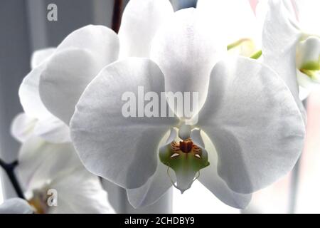 Orchidées blanches de la maison de Londres contre la lumière de la fenêtre Banque D'Images