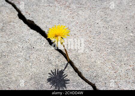 Une fleur de pissenlit jaune qui pousse à partir d'une fissure dans le béton ou le ciment. Le concept de croissance, surmonter les difficultés, la force, l'espoir et la renaissance. Banque D'Images