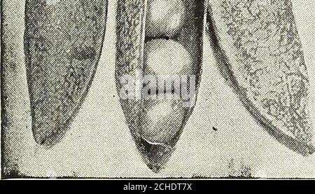 . Calendrier 1902 du jardin de Dreer . NOUVEAU PEA THOMAS LAXTON. {Lire la description, page dans.) Afine variété très précoce ridée, produisant :m .lijundance de largepodes et paysannerie de qualité délicieuse. Banque D'Images
