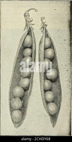 . Calendrier 1902 du jardin de Dreer . Nouvelle surprise Pea... Dkbbrs Electric Extra Early Pea. LES JARDINIERS QUI achètent des pois dans des lots de boisseaux trouveront les prix de toutes les variétés sur notre MARCHÉ SPÉCIAL GARDESCATALOG. Il est envoyé gratuitement à tous ceux qui font une entreprise de camionnage. Si vous êtes un marché garde.ier écrire pour lui. Banque D'Images