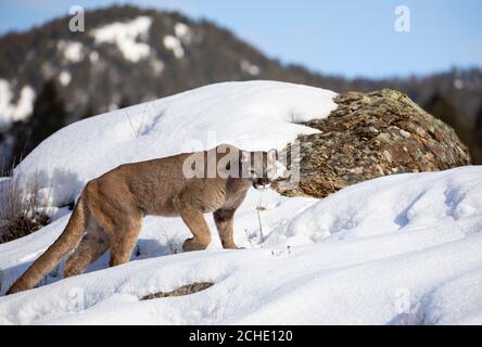 Cougar ou lion de montagne (couleur Puma) marchant dans la neige d'hiver au Montana, aux États-Unis Banque D'Images